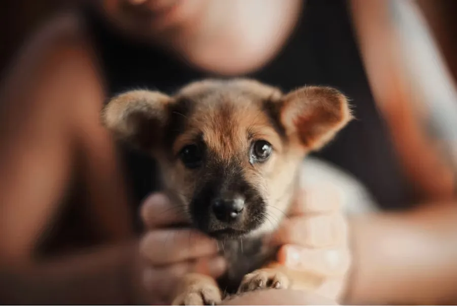 Adopción de mascotas