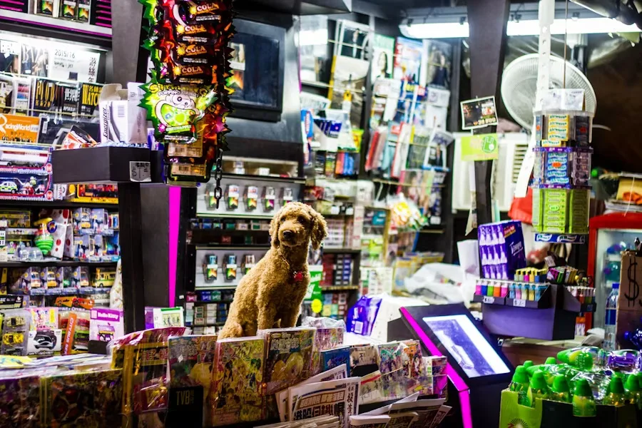 Limpieza dental veterinaria