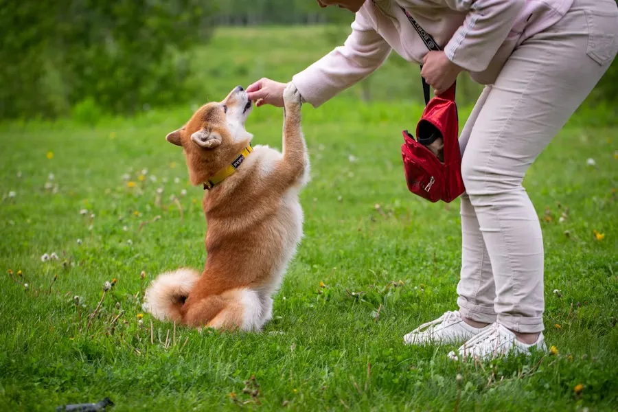 Entrenamiento canino