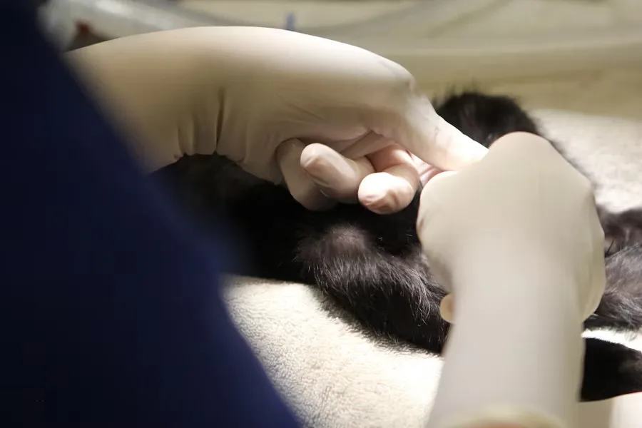 Esterilización de mascotas