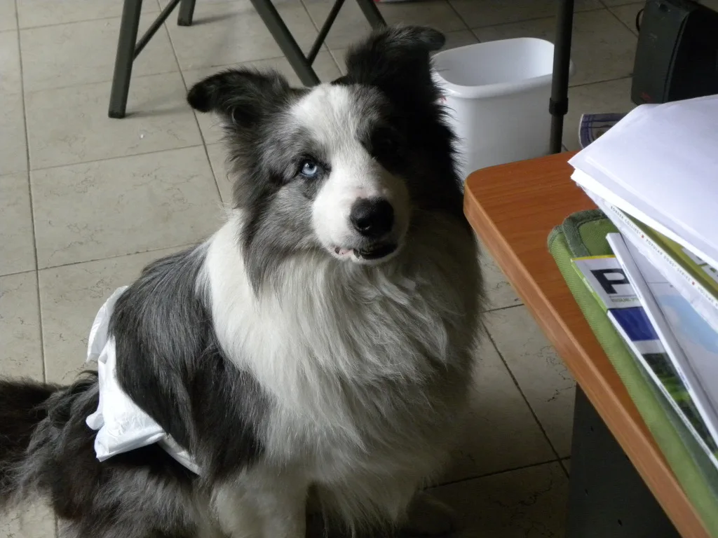 Bolt, perro rescatado
