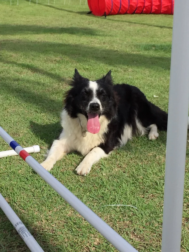 Dasha, perro rescatado