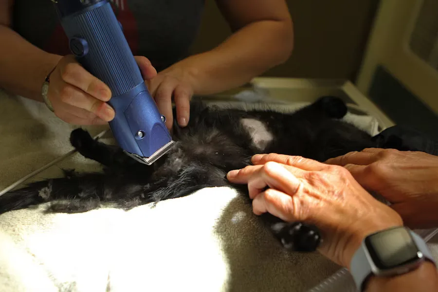 Peluquería para mascotas